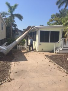 palm tree on park model home after Hurricane Irma